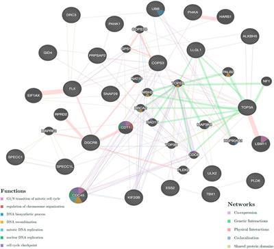 Case Report: Balanced Reciprocal Translocation t (17; 22) (p11.2; q11.2) and 10q23.31 Microduplication in an Infertile Male Patient Suffering From Teratozoospermia